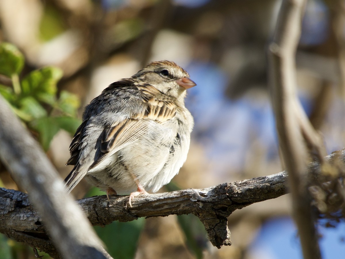 Chipping Sparrow - ML645856793