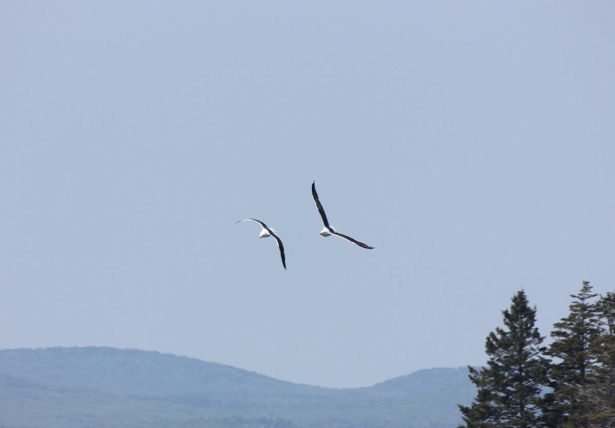 Great Black-backed Gull - ML645856794
