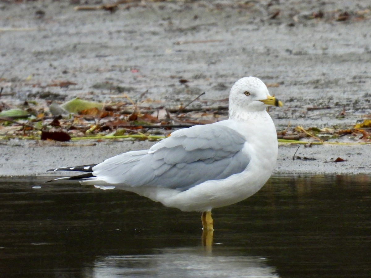Goéland à bec cerclé - ML645856801