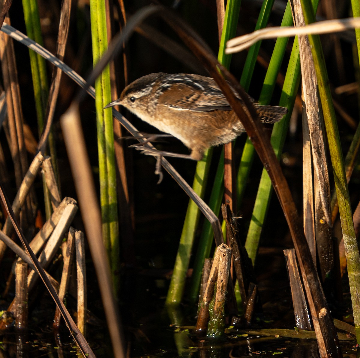Troglodyte des marais - ML645856802