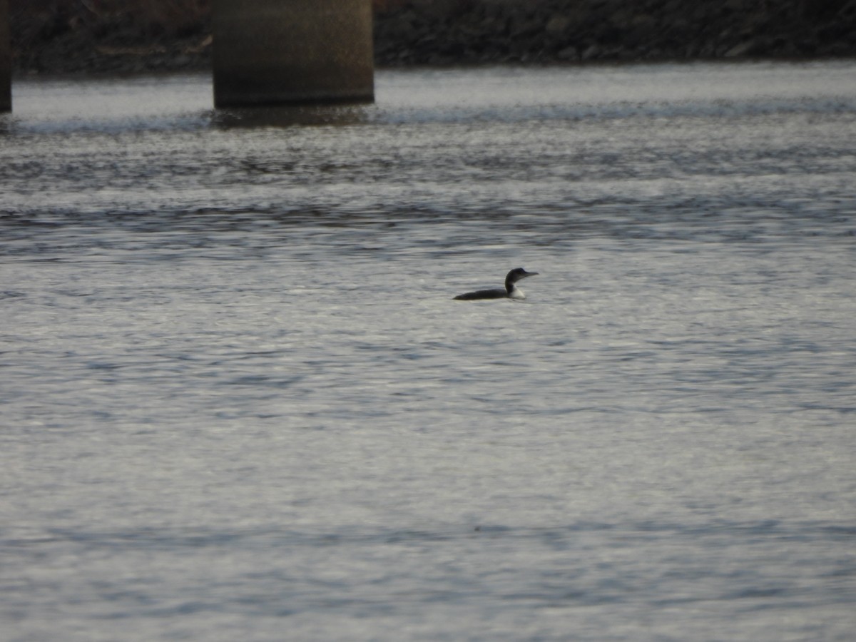 Plongeon huard - ML645856803