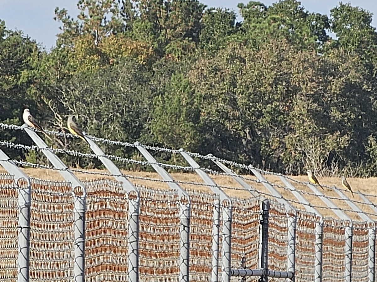 Western Kingbird - ML645856804