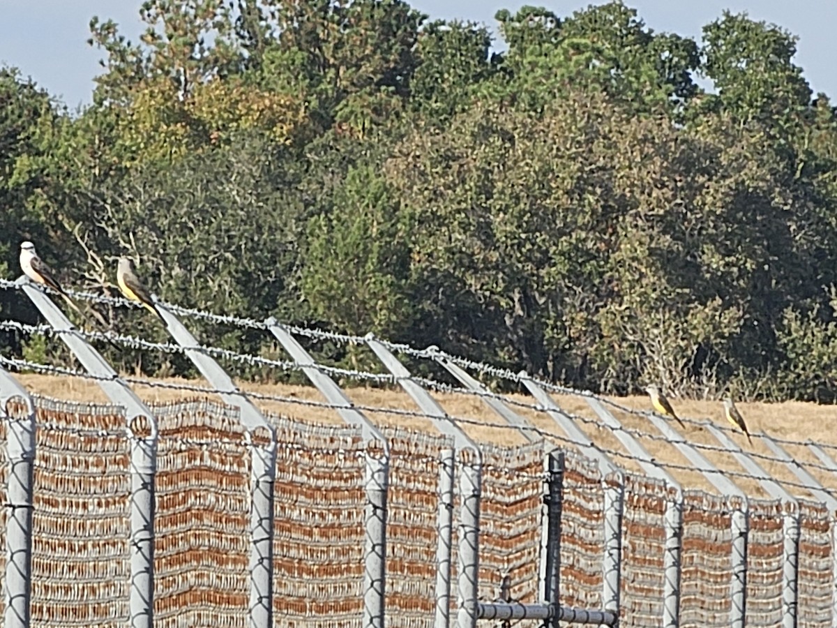 Western Kingbird - ML645856805