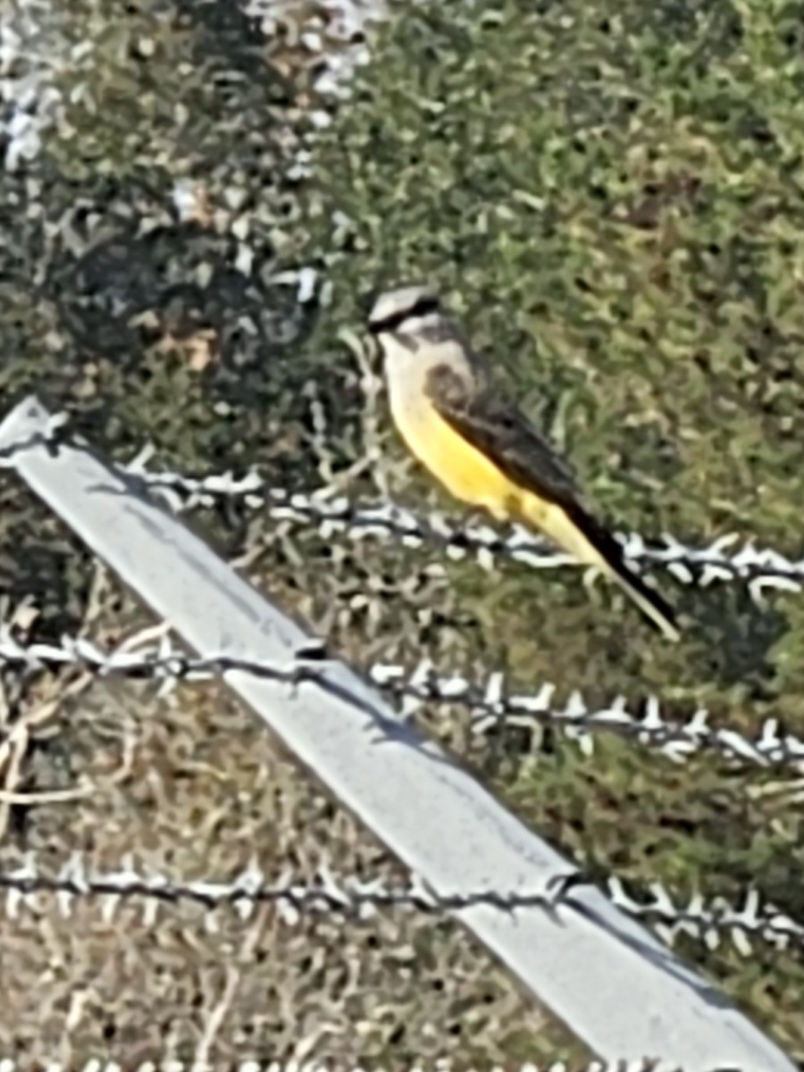 Western Kingbird - ML645856806
