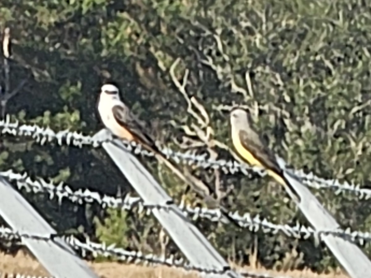 Western Kingbird - ML645856807