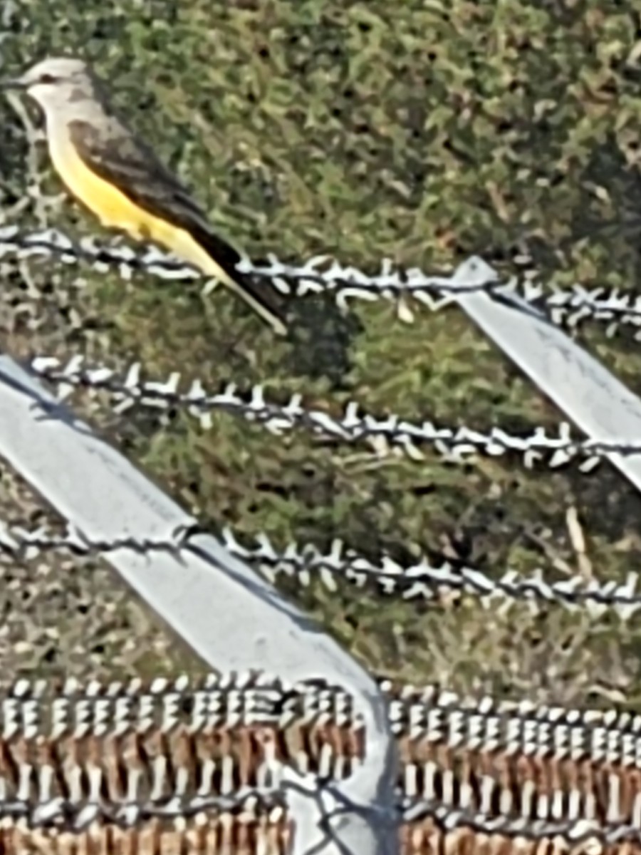 Western Kingbird - ML645856808