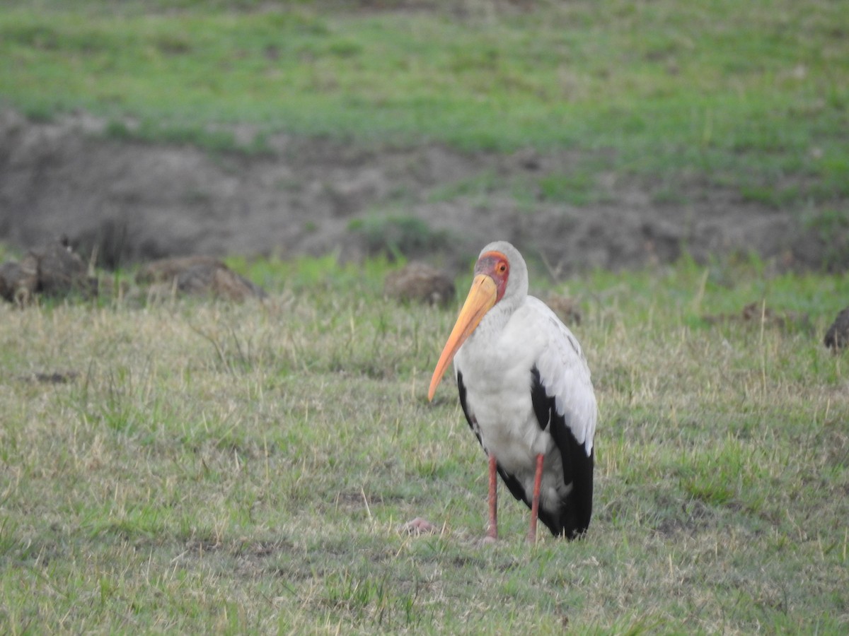 Tantale ibis - ML645856810