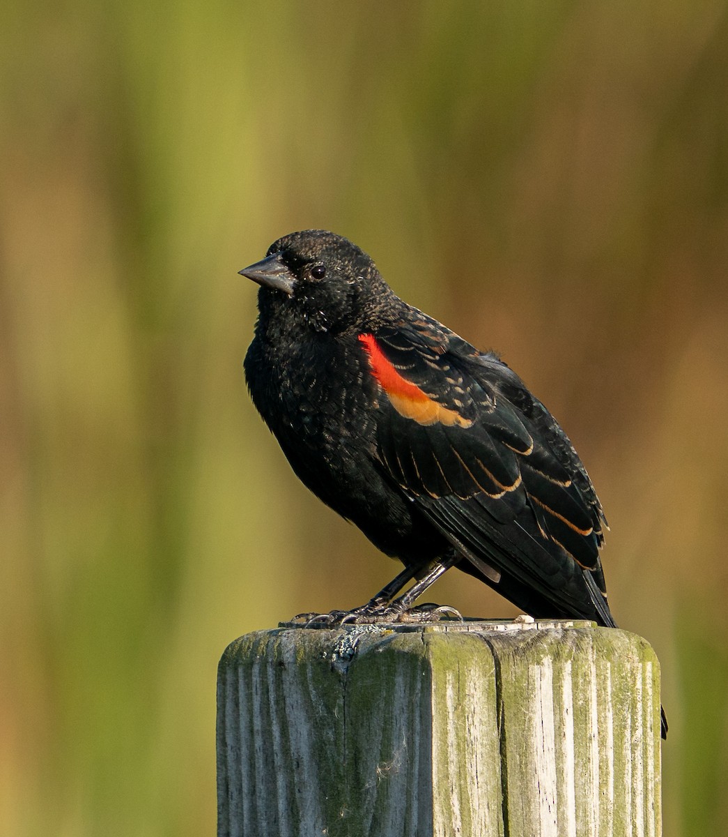 Carouge à épaulettes - ML645856811