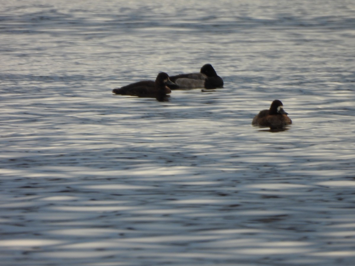 Petit Fuligule - ML645856813