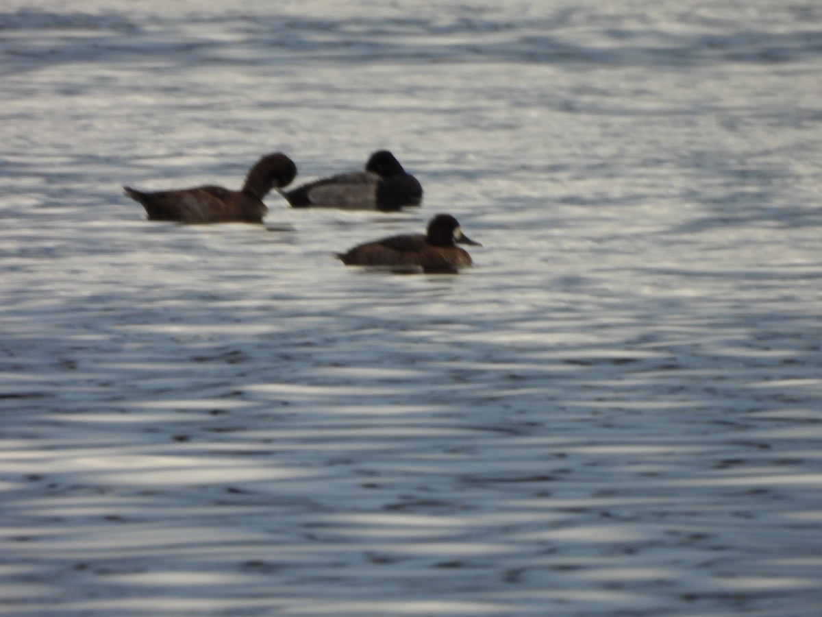 Petit Fuligule - ML645856814