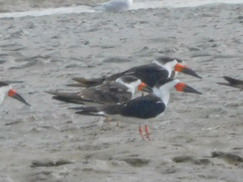 Bec-en-ciseaux noir - ML645856816