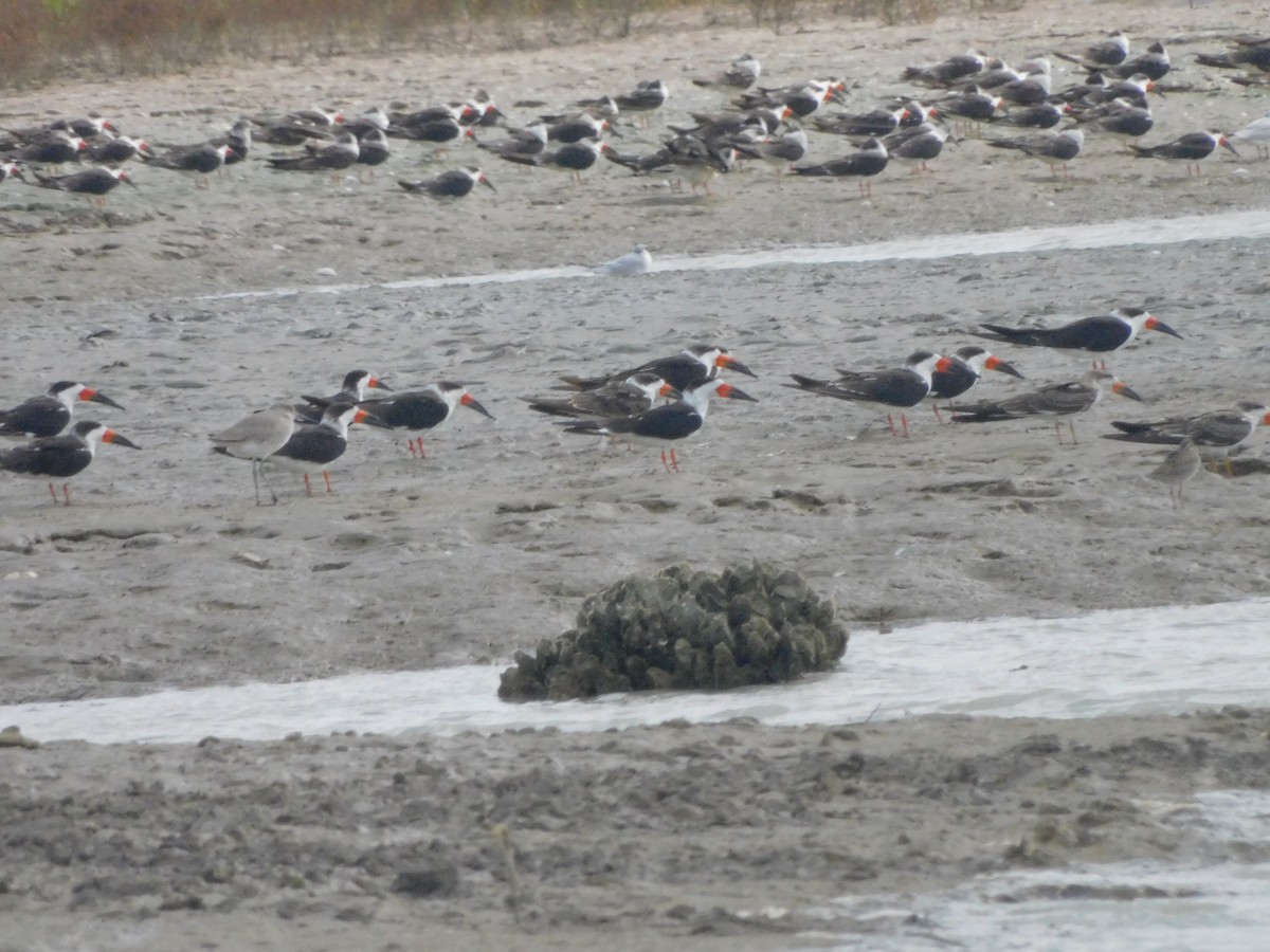 Bec-en-ciseaux noir - ML645856817