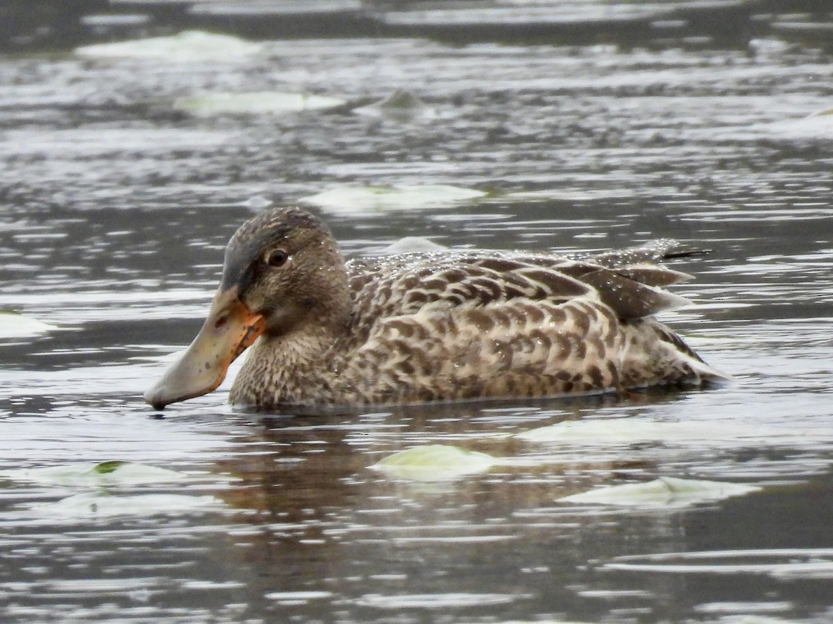 Canard souchet - ML645856818