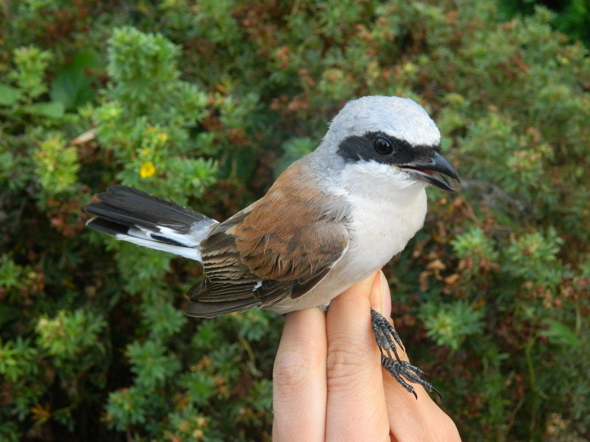 Pie-grièche écorcheur - ML645856819