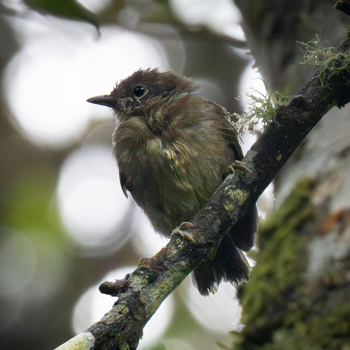 Batara gorgeret - ML645856821