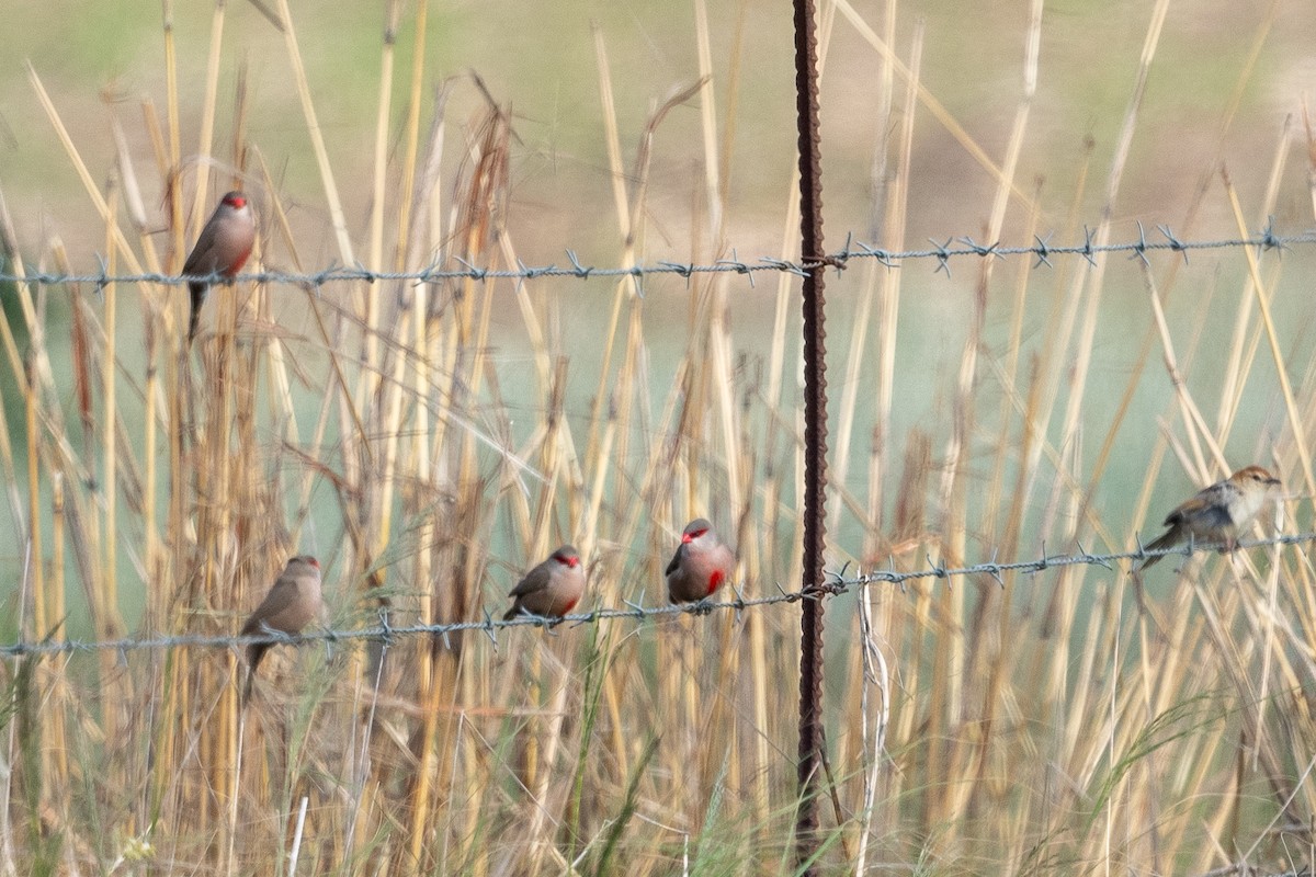 Astrild ondulé - ML645856822