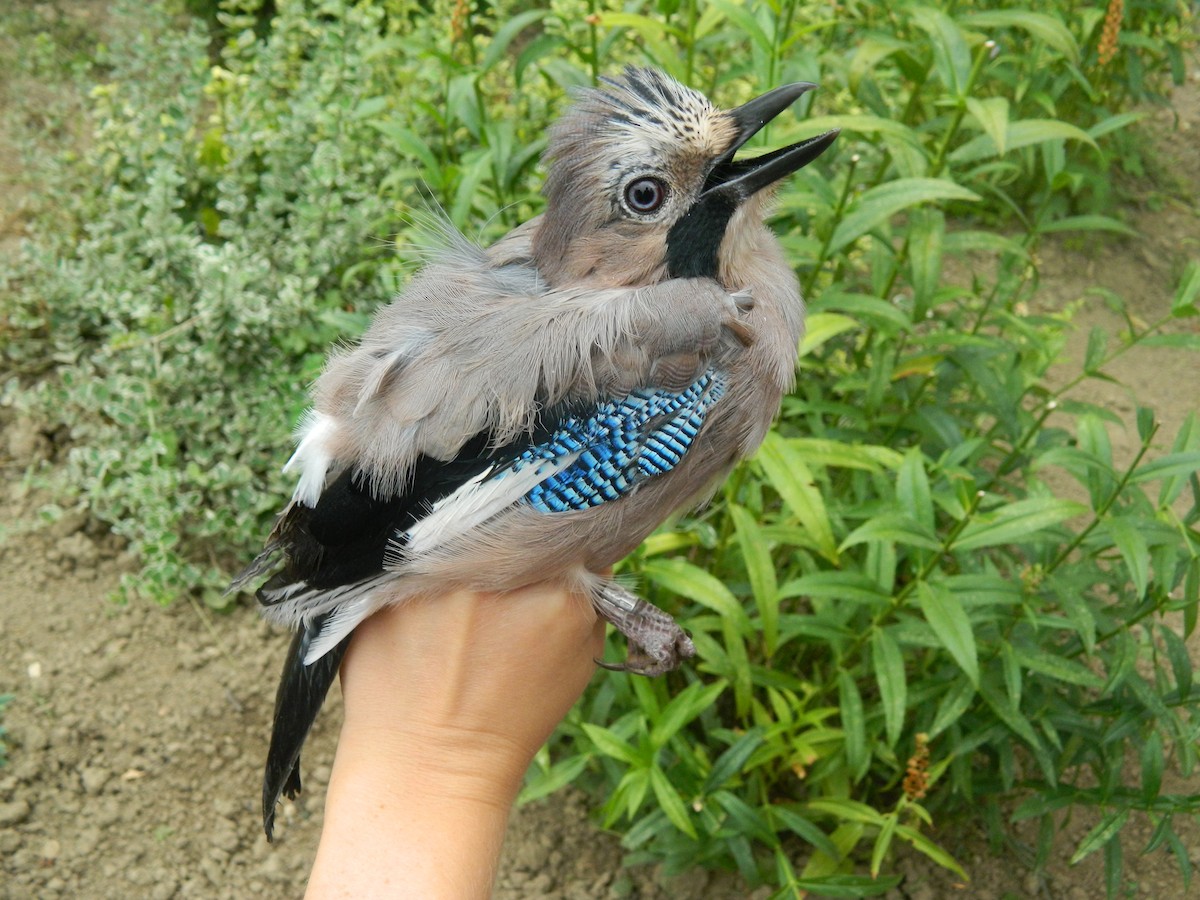 Geai des chênes - ML645856824