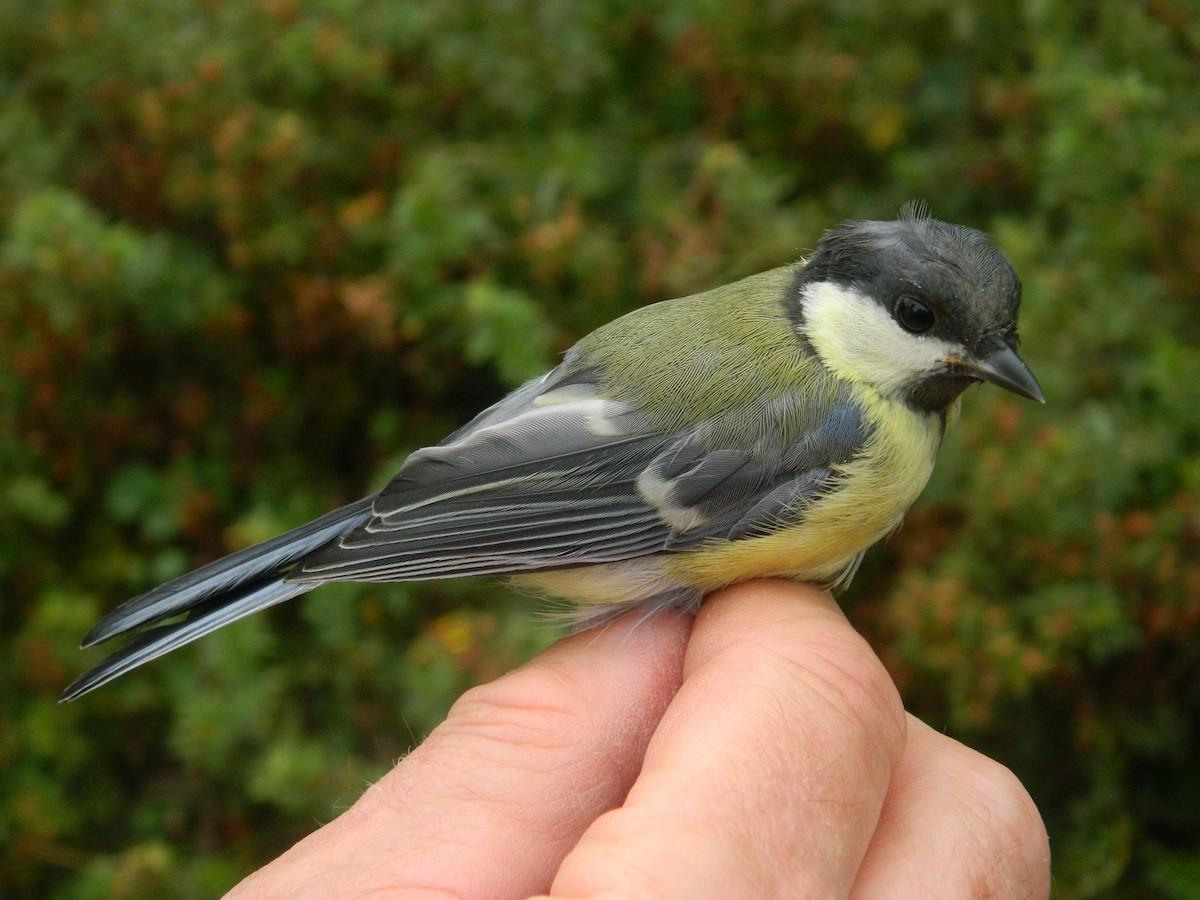 Mésange charbonnière - ML645856825