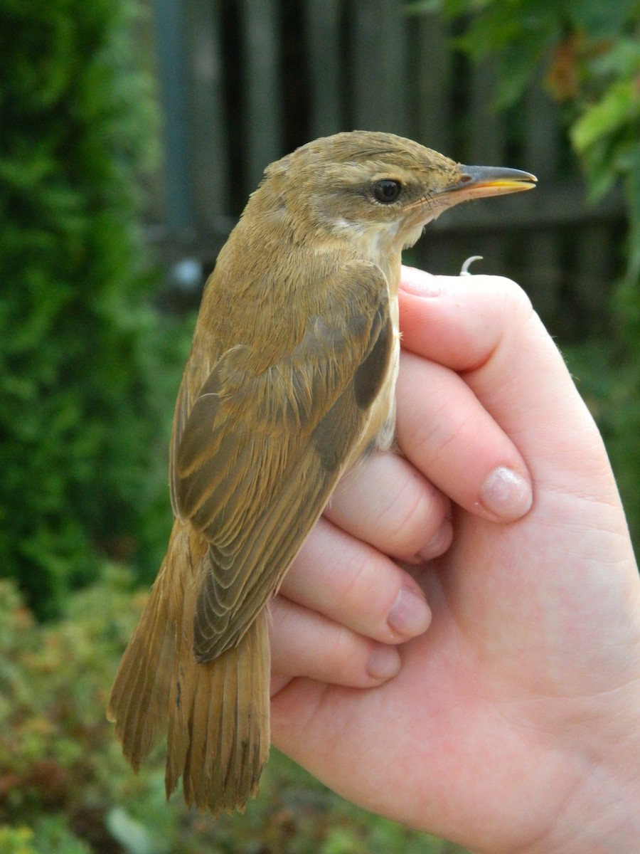 Rousserolle turdoïde - ML645856828