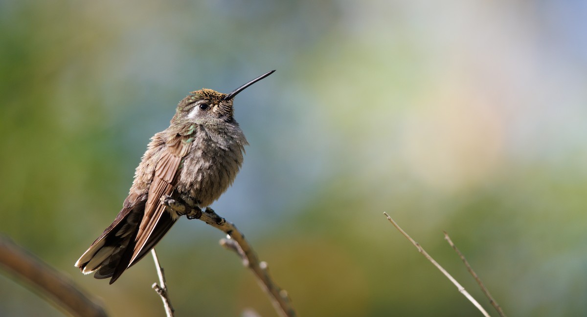 Colibri à gorge bleue - ML645856830