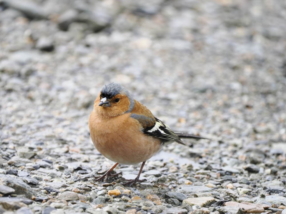 Pinson des arbres - ML645856831