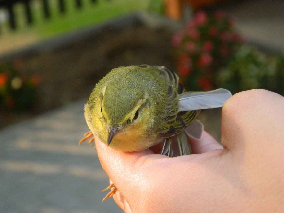 Pouillot siffleur - ML645856833