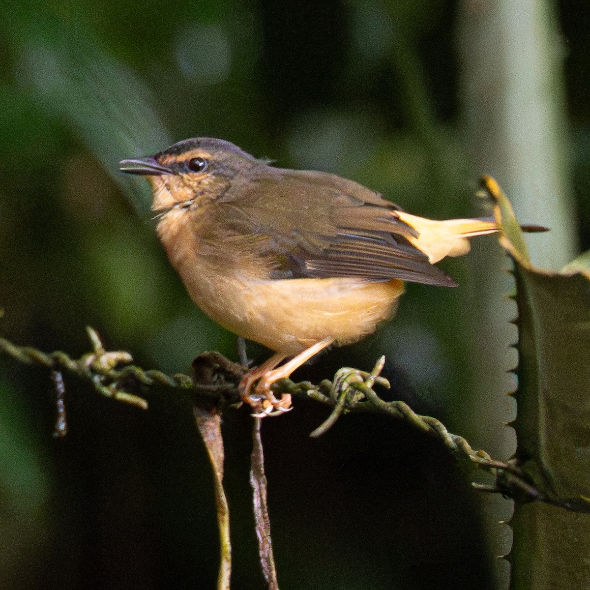 Paruline à croupion fauve - ML645856834