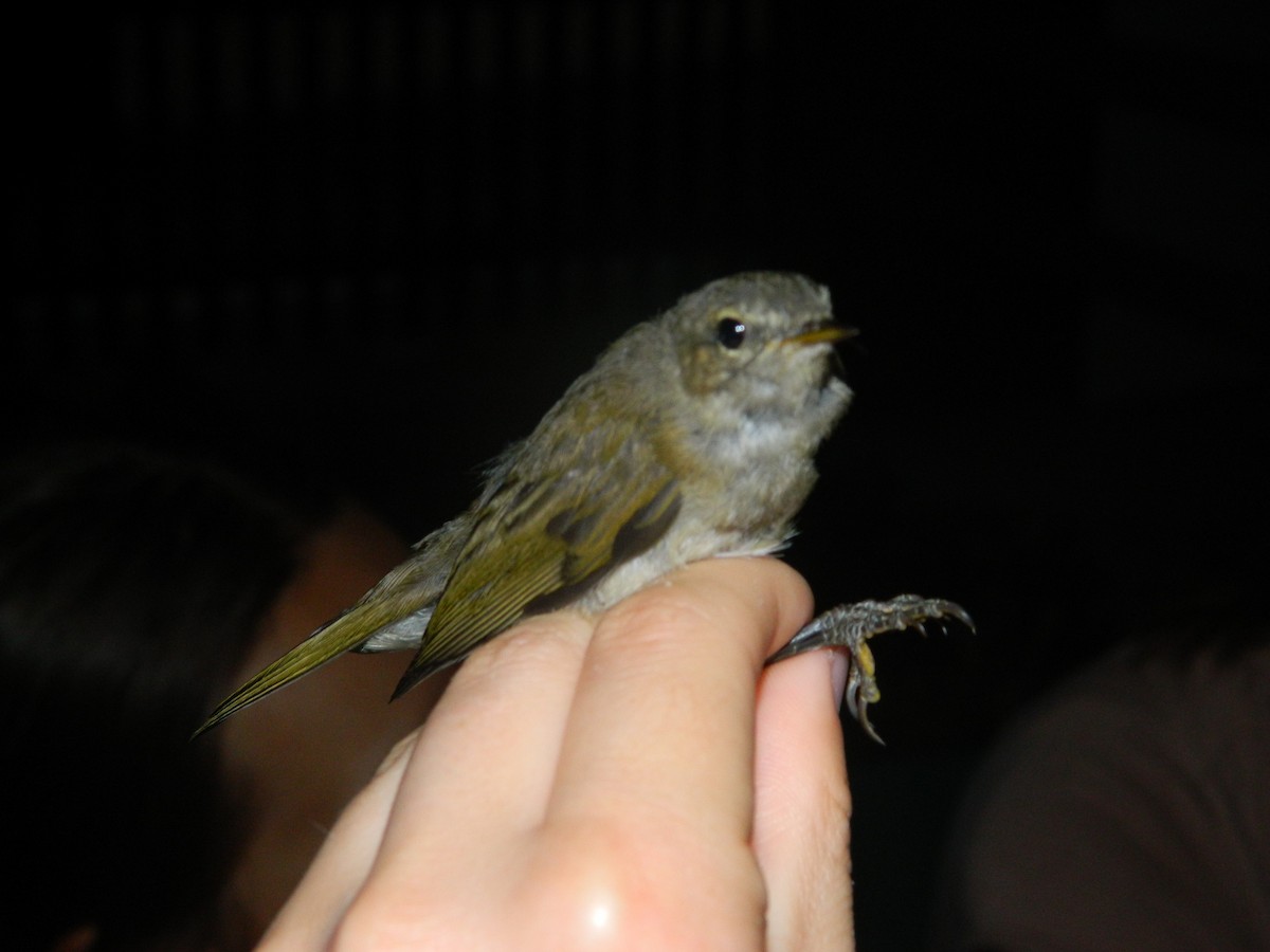 Pouillot véloce - ML645856835