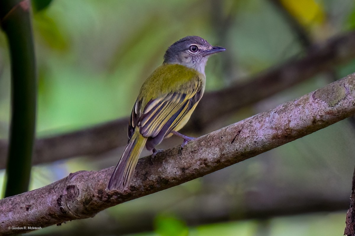 Tyranneau jaune-olive - ML645856836