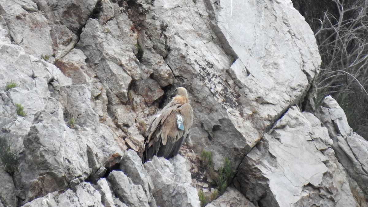 gåsegribb - ML645856838