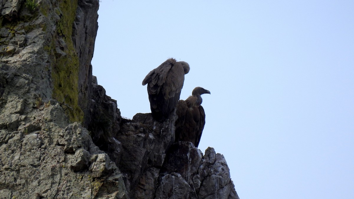 Eurasian Griffon - ML645856839