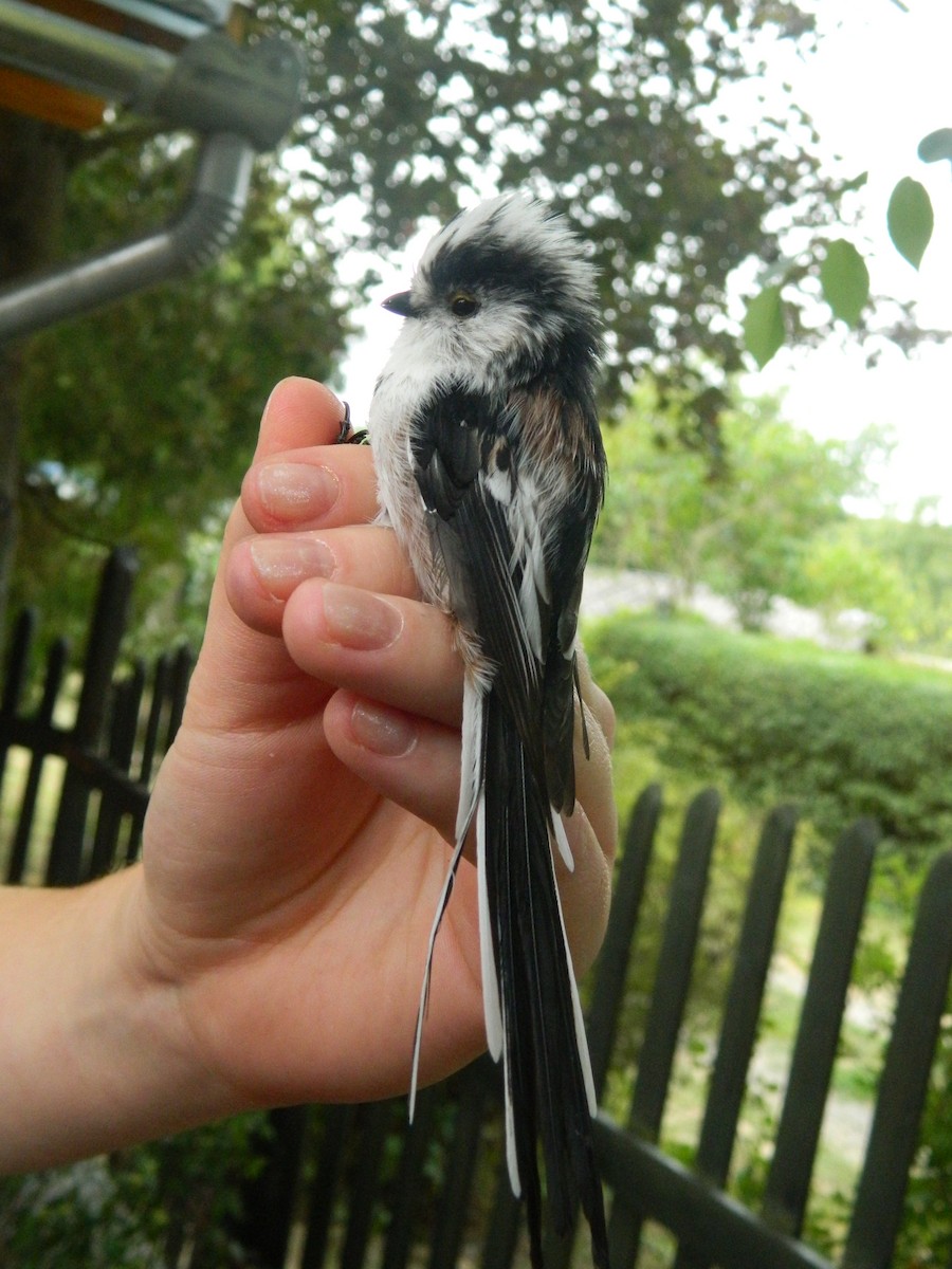 Orite à longue queue - ML645856840