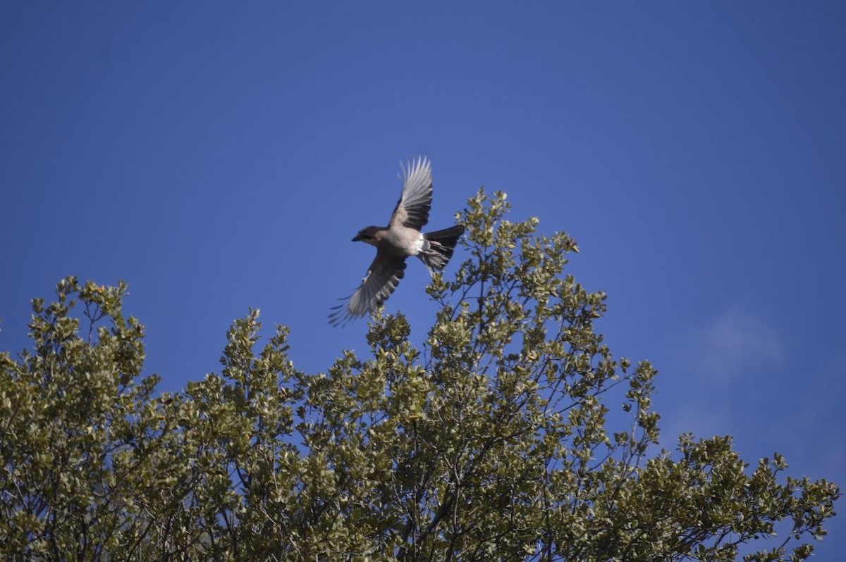 Geai des chênes - ML645856842