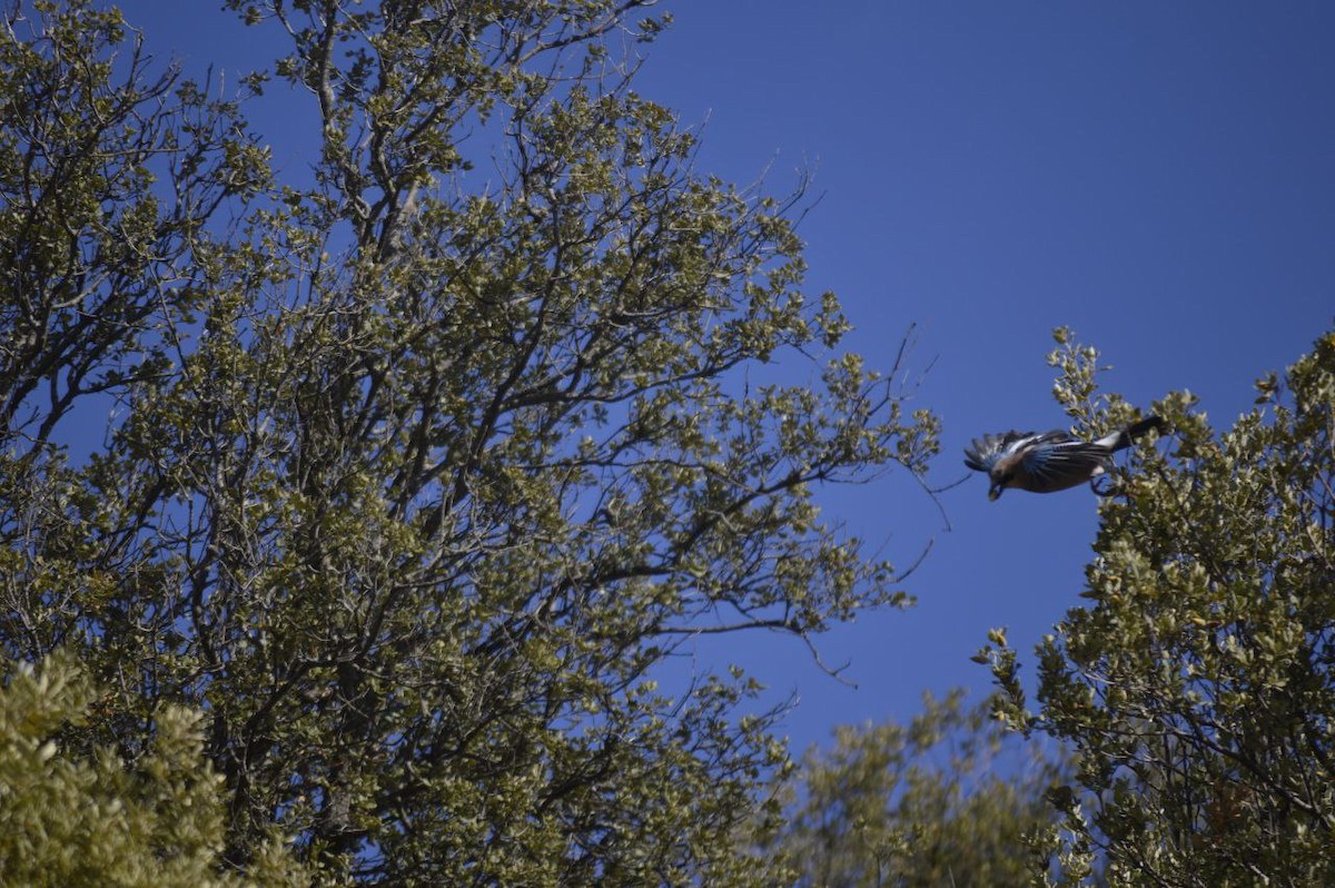 Geai des chênes - ML645856844