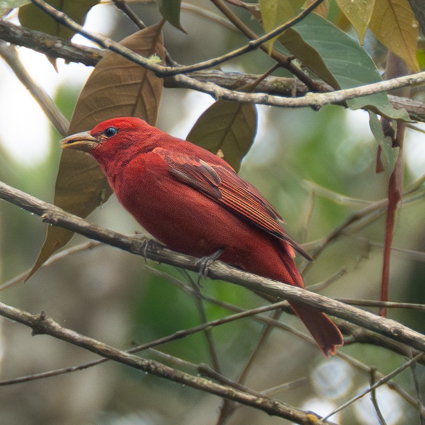 Piranga vermillon - ML645856847