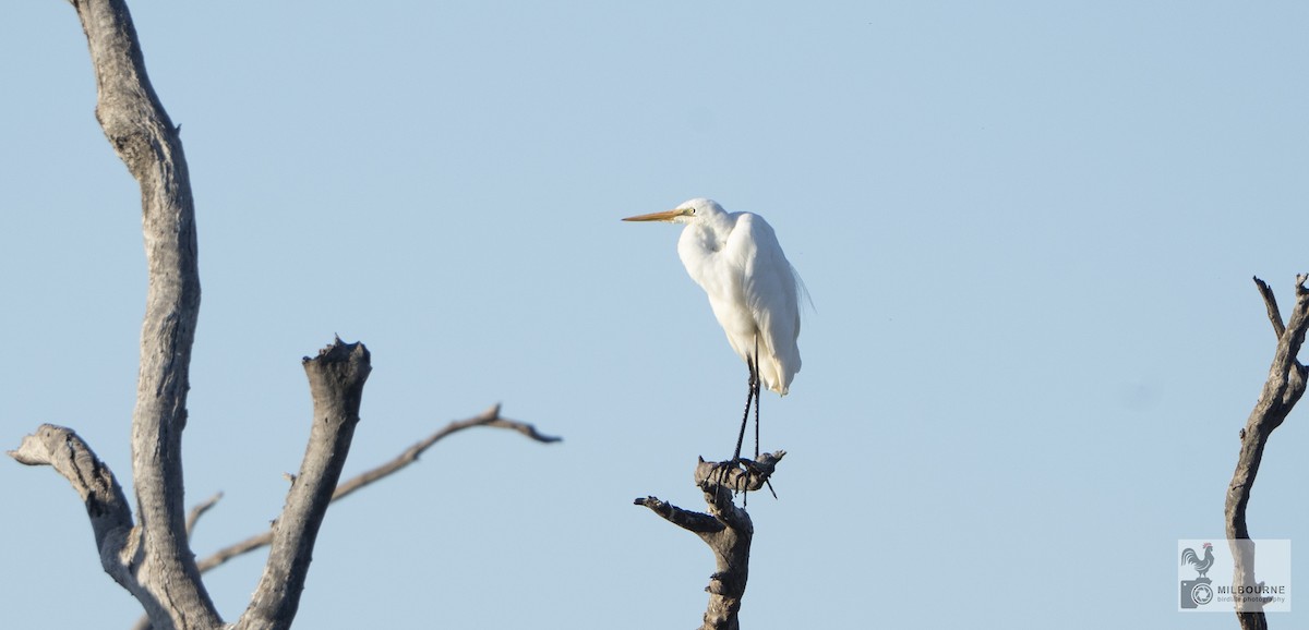 egretthegre - ML645856851