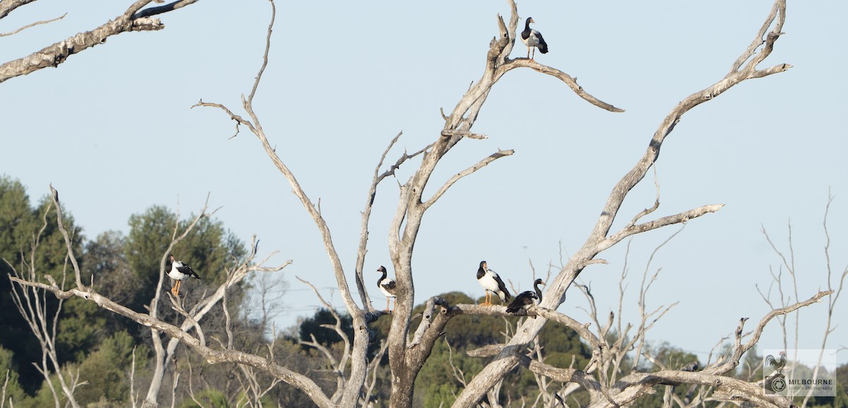 skjæregås - ML645856856