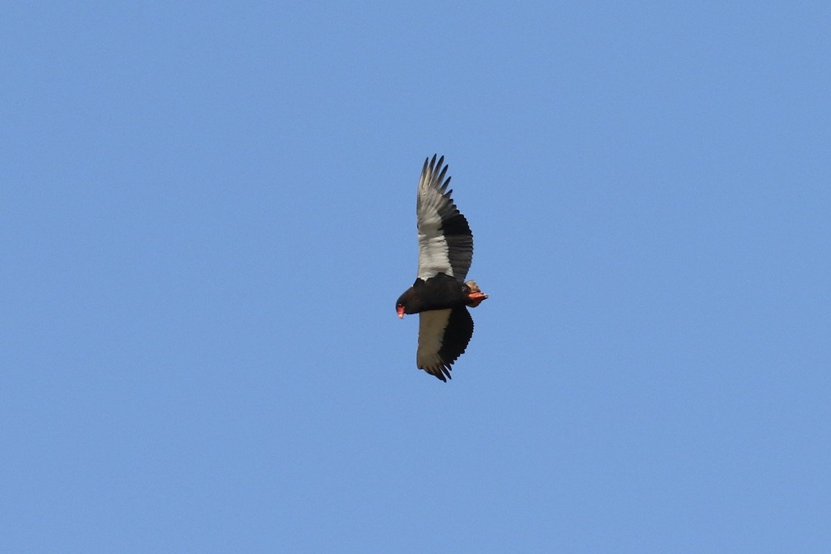 Bateleur - ML645856859
