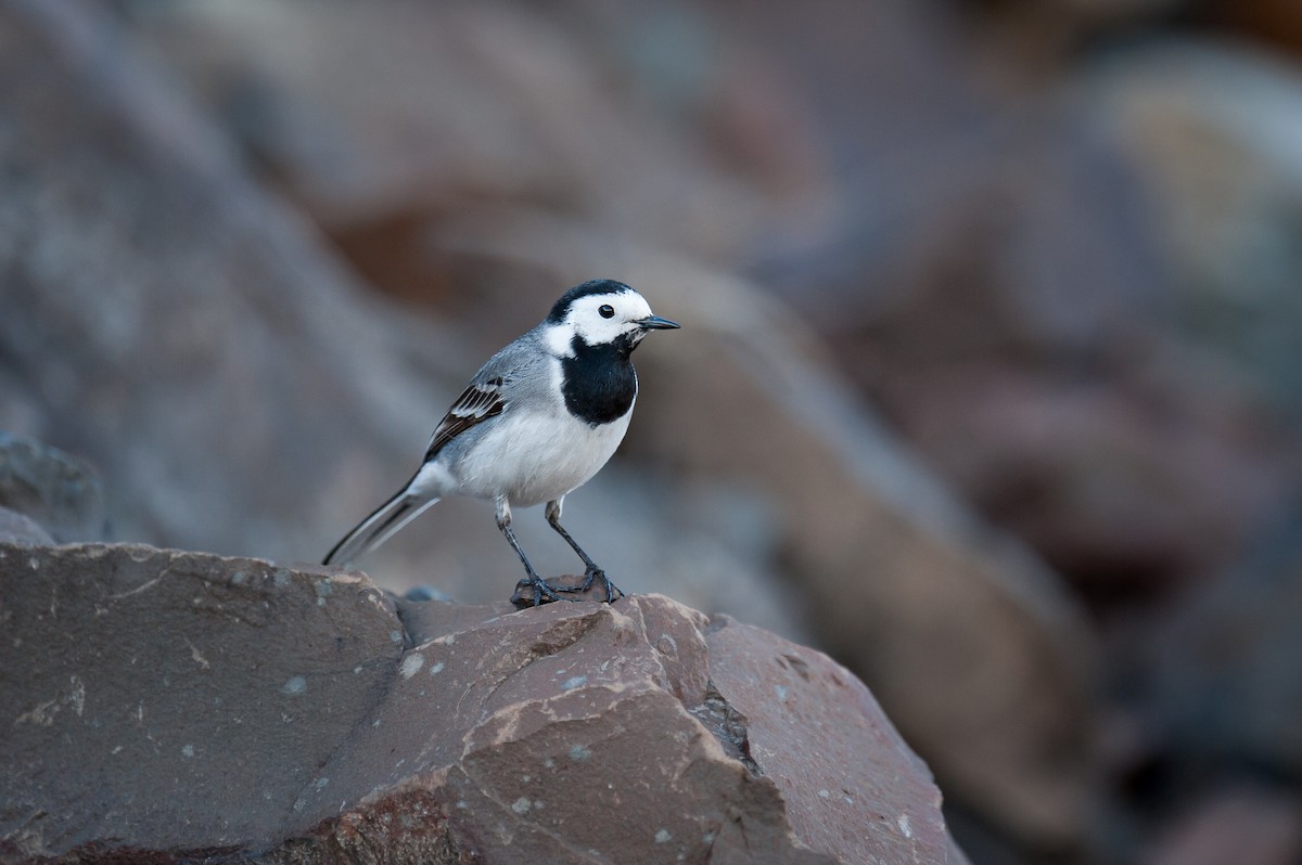 Bergeronnette grise (alba/dukhunensis) - ML645856860