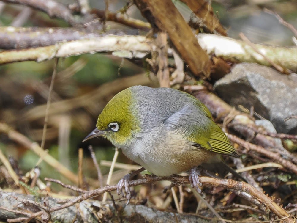 ハイムネメジロ - ML645856861