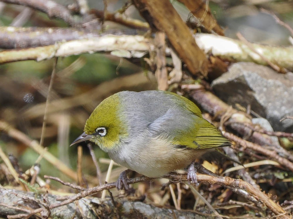 ハイムネメジロ - ML645856863