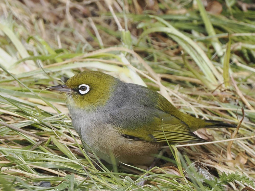 ハイムネメジロ - ML645856864