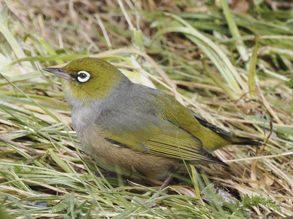 ハイムネメジロ - ML645856865