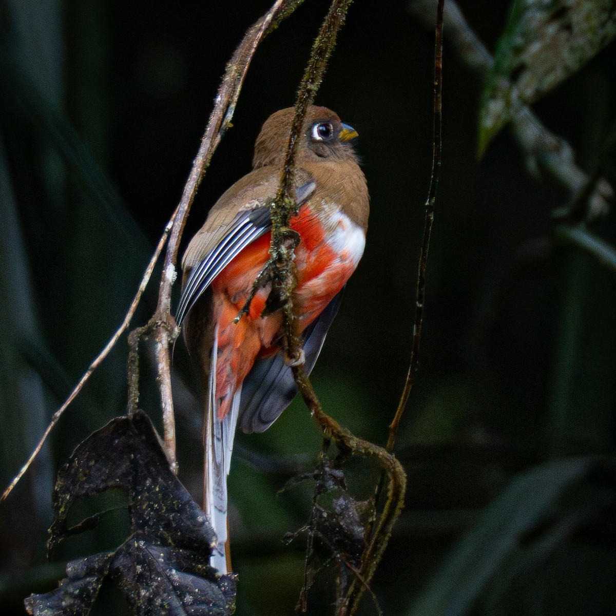 Collared Trogon - ML645856868