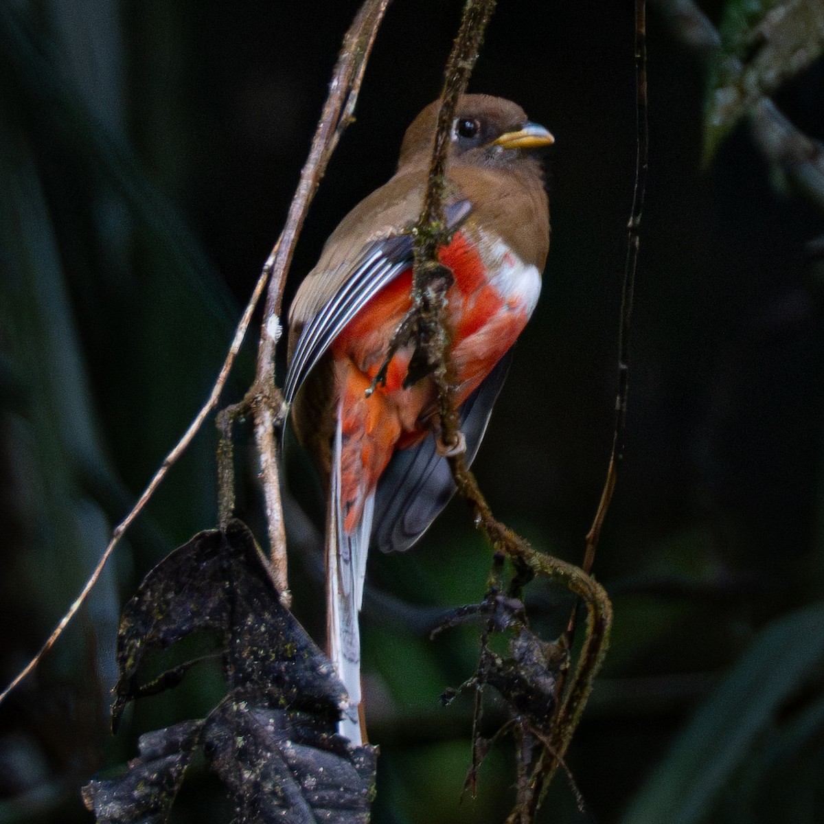 Collared Trogon - ML645856869