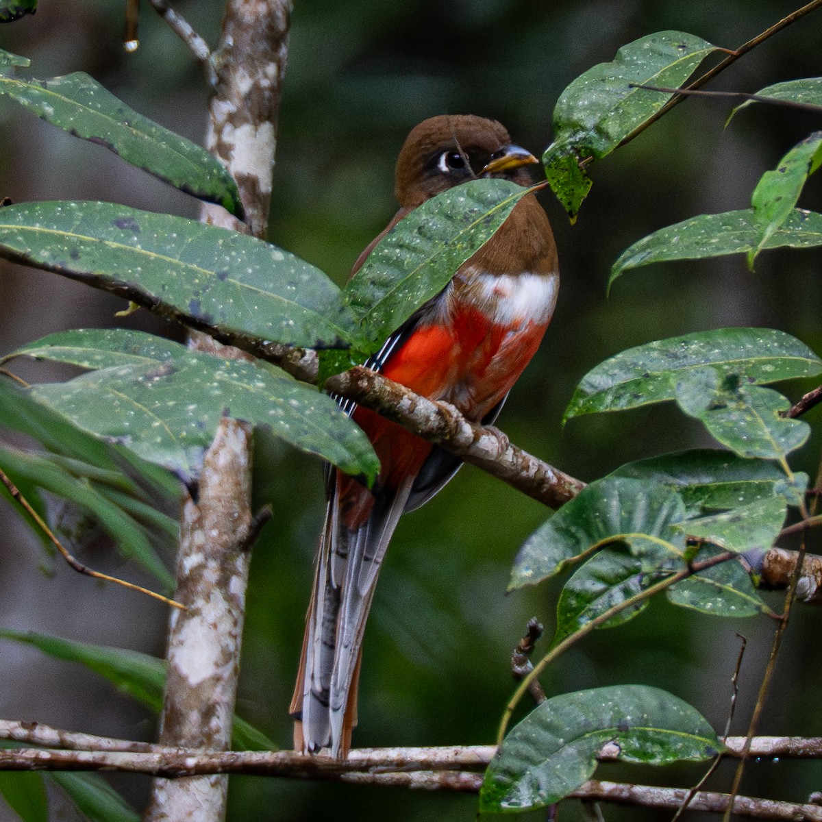 Collared Trogon - ML645856870