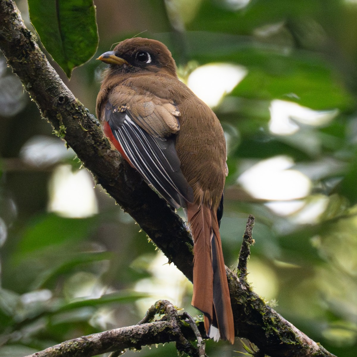 Collared Trogon - ML645856871