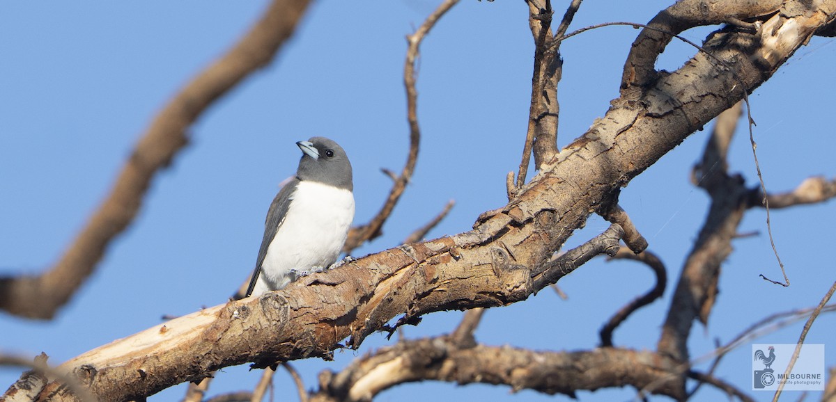 hvitbuksvalestær - ML645856880