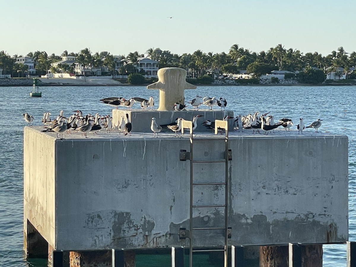 Black Skimmer - ML645856883