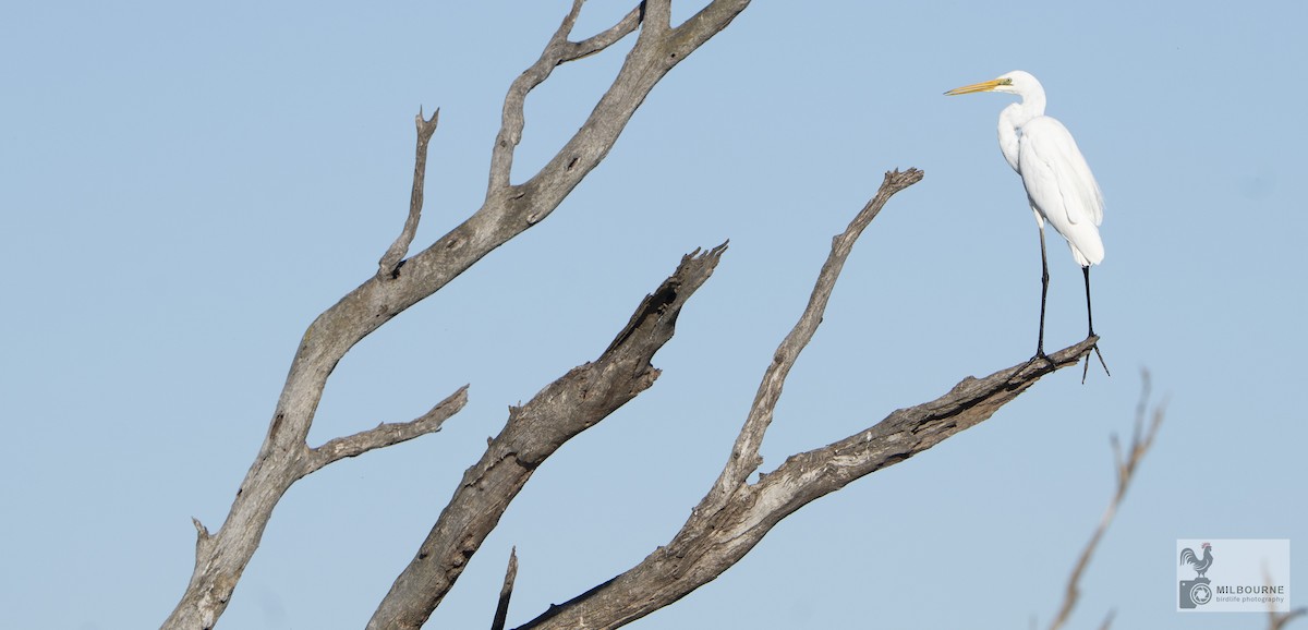 egretthegre - ML645856887